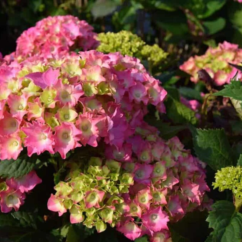 Hydrangea macrophylla 'Altona' (H) 30-40 cm